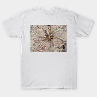 Callobius pictus or similar hacklemesh weaver spider T-Shirt